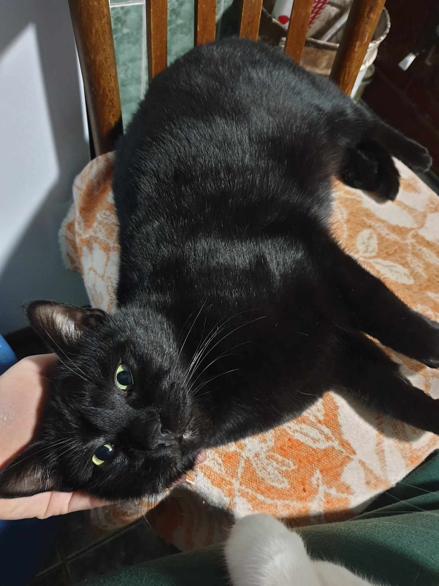 interdogrescue's tweet photo. Hi! You’ve probably seen me round here before as you’ve helped me get BETTER. I’m OLIVER, about 19 months old. Love to play with other cats Been looking for a LOVING home. Lend me a paw? Thanks! Email us: https://t.co/OueLz7mxSW.uk@gmail.com  #rescuecat #catinneed #IDR #TeamZay https://t.co/7dpAXq15Vi