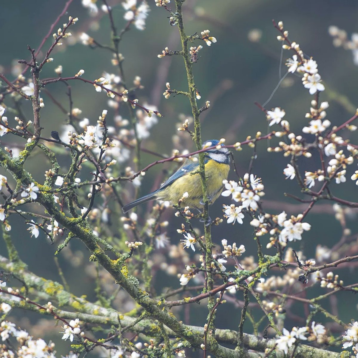Spring is coming! Gwanwyn yn dod! Highgate Common #birdphotography #springtime #TwitterNatureCommunity @rspb