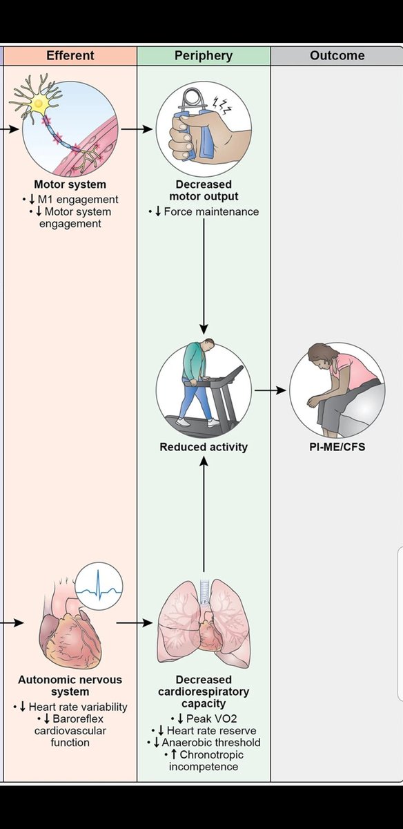 Despite this being the better part of the #NIHstudy, does anyone else find this section of the diagram a bit strange? It doesn't seem necessary to include 'reduced activity', IMO this could be removed/placed AFTER ME/CFS.... not to mention the illustrations. #pwME #myalgicE