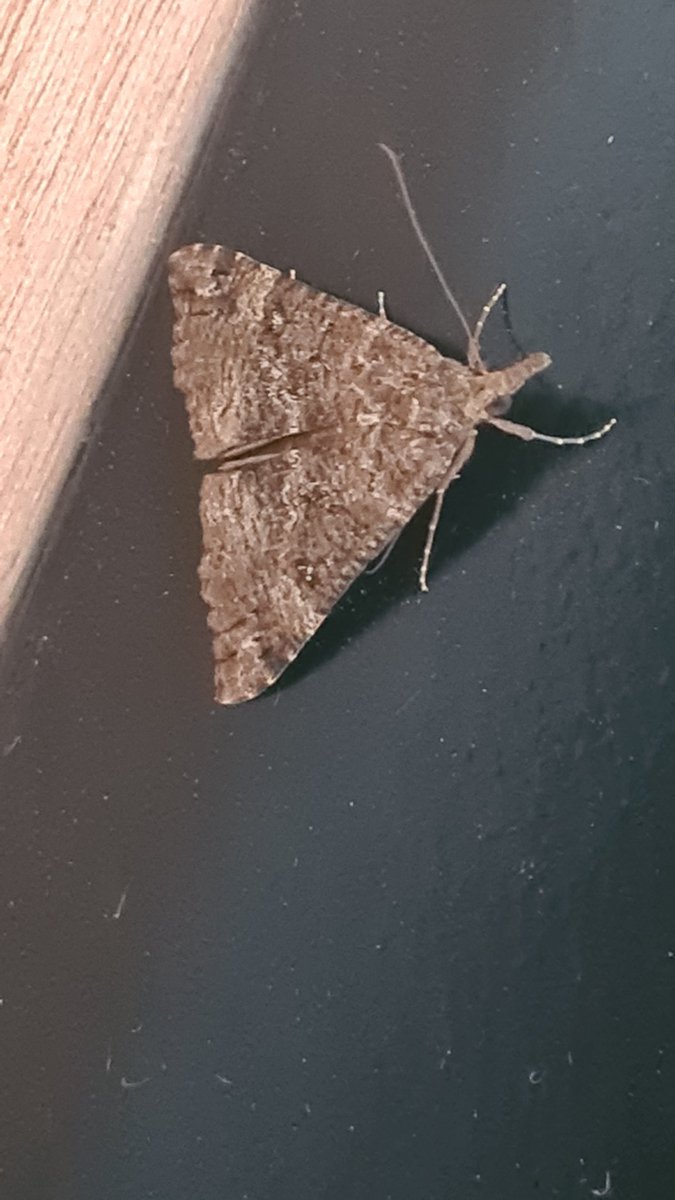 Bloxworth Snout, today, in my office in Helston, Cornwall. Migrant or out of hibernation? Office tick. @MigrantMothUK