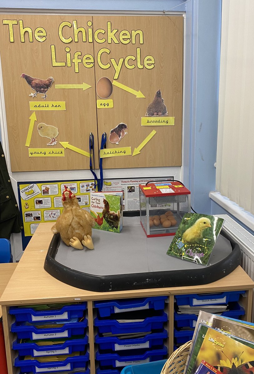 mrs_mcclare's tweet image. We have had a very special delivery in Year 2. We can’t wait for our eggs to hatch. 🐣 @RedscopeSchool @LisaSigsworth @mrs_hipwell