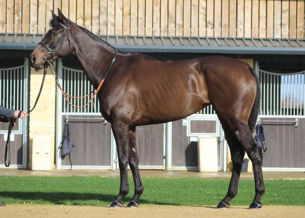 ThoroughBid tweet media