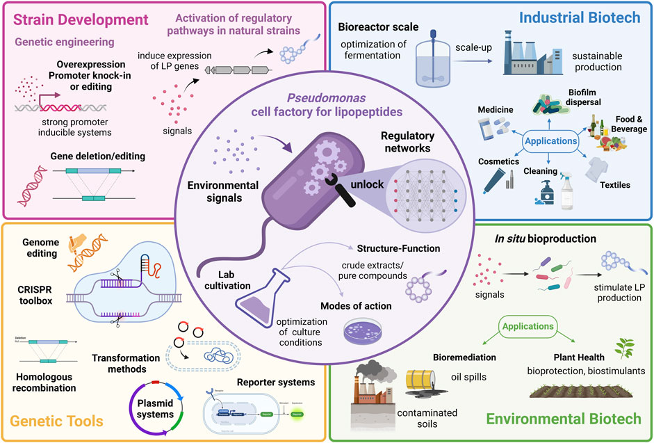 Interested in lipopeptides? Check out our new review on lipopeptide regulation in Pseudomonas for biotechnology. Thanks to generous support from @novonordiskfond and huge thanks to co-authors Monica Höfte and Lu Zhou. frontiersin.org/articles/10.33…
