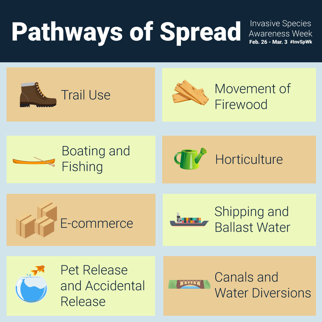 Invasive species are one of the greatest threats to biodiversity of in Ontario. They can spread through recreational boating, the release of live bait, the movement of firewood, and many other pathways. Learn how to prevent the spread: bit.ly/3Ehk7nq

 #InvSpWk