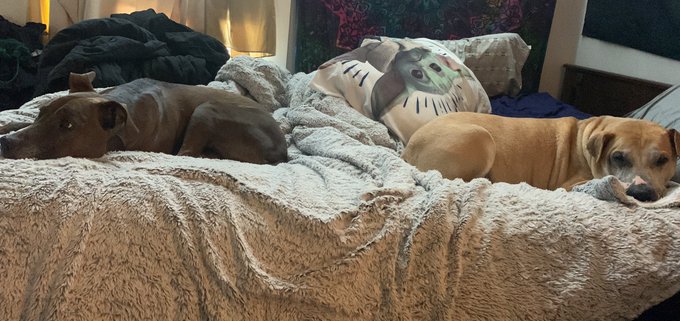 GM doggie morning https://t.co/9vza9Zx4Rm