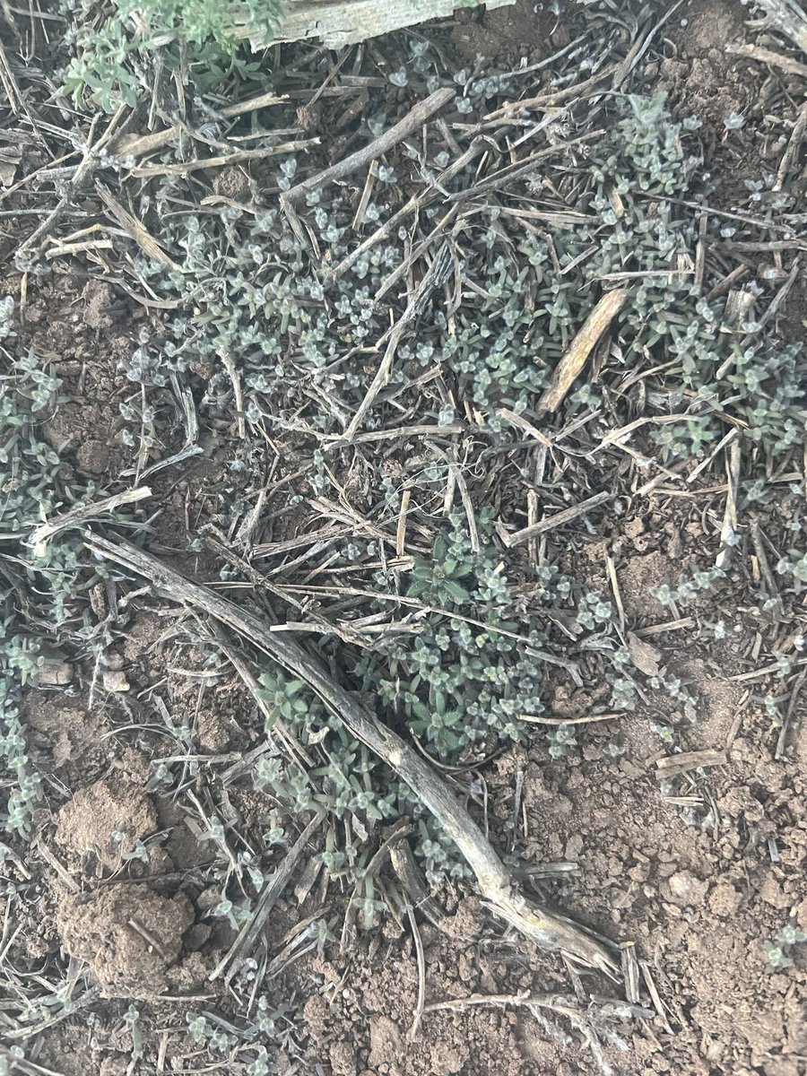 They are here!! #kochia #burndownherbicide