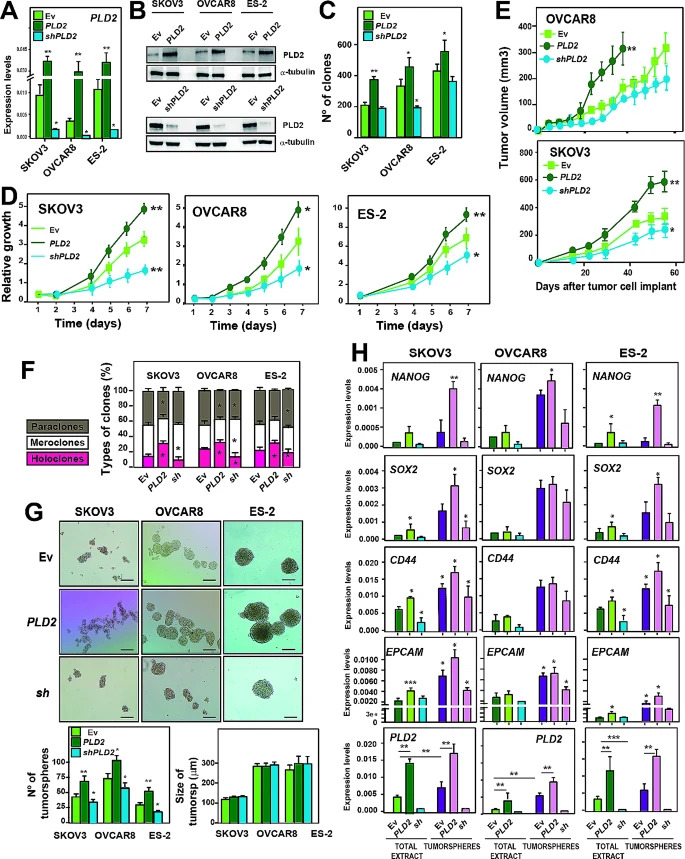 New!⛳️ Essential role of PLD2 in #hypoxia-induced #stemness and therapy resistance in #ovariantumors Look here👇 jeccr.biomedcentral.com/articles/10.11… #PhospholipaseD