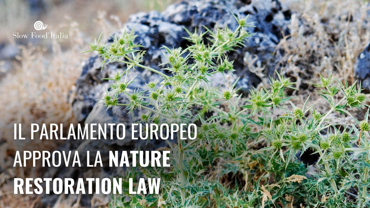 La #NatureRestorationLaw è stata approvata dal @Europarl_IT. Nappini: 'Un passo avanti per la natura, ma allo stesso tempo i decisori europei retrocedono sui #pesticidi. 🗣️Chiediamo coerenza: l'agricoltura deve tutelare coltivatori e cittadini o interessi specifici?'