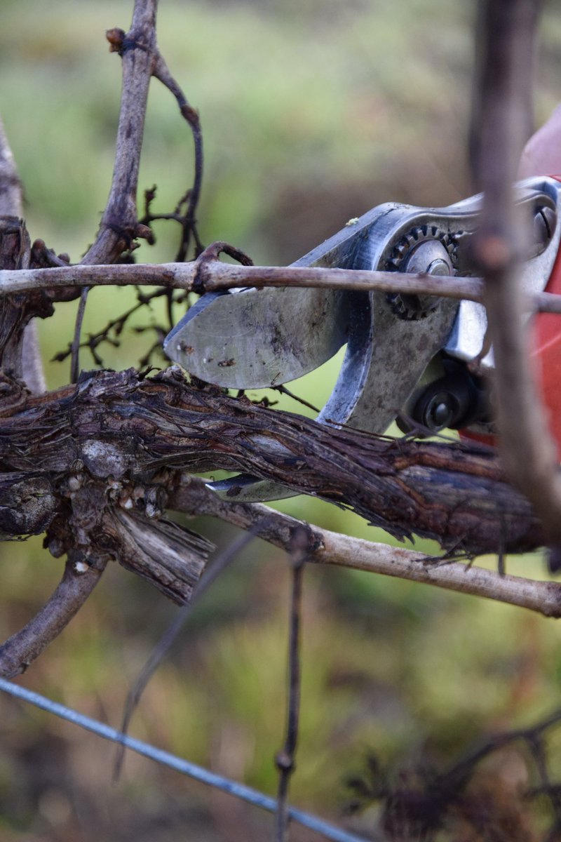 Ch_Meaume's tweet image. Decisions, decisions 🤔😍🍇 
.
.
.
#pruning #secateurs #winerylovers #winery #wine #winelovers #winecountry #vino #bordeaux #wein #winetasting #winetime #winelife #bordeauxvineyard #winelover #bordeauxwine #winemaker #grapes #vinho #vineyardviews #winetravel #winedestinations