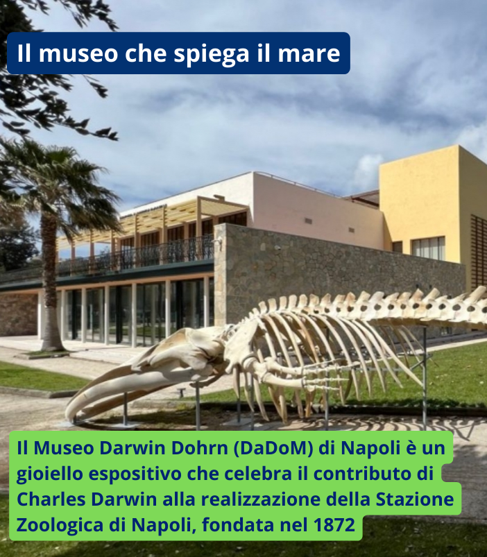 🔍 La Stazione Zoologica Anton Dohrn si propone di esplorare la biodiversità del Golfo di Napoli e, attraverso il suo studio, gettare luce sui grandi processi della biologia.

🔗 Leggi l'articolo su piemonteparchi.it per approfondire

#museomare #piemonteparchi #napoli