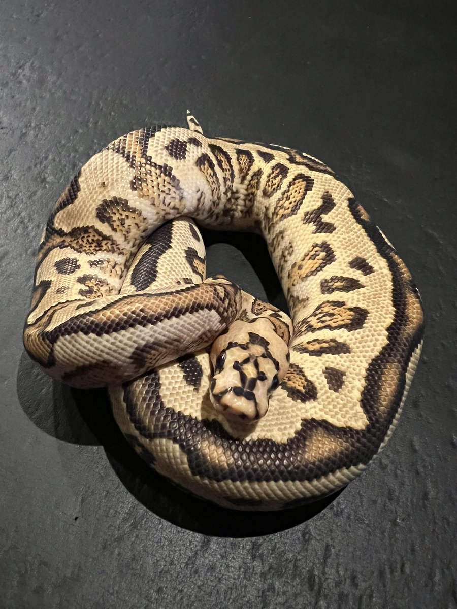 レプタイルズフィーバーでお迎え
ようこそ我が家へ

#DEUReptiles
#ボールパイソン