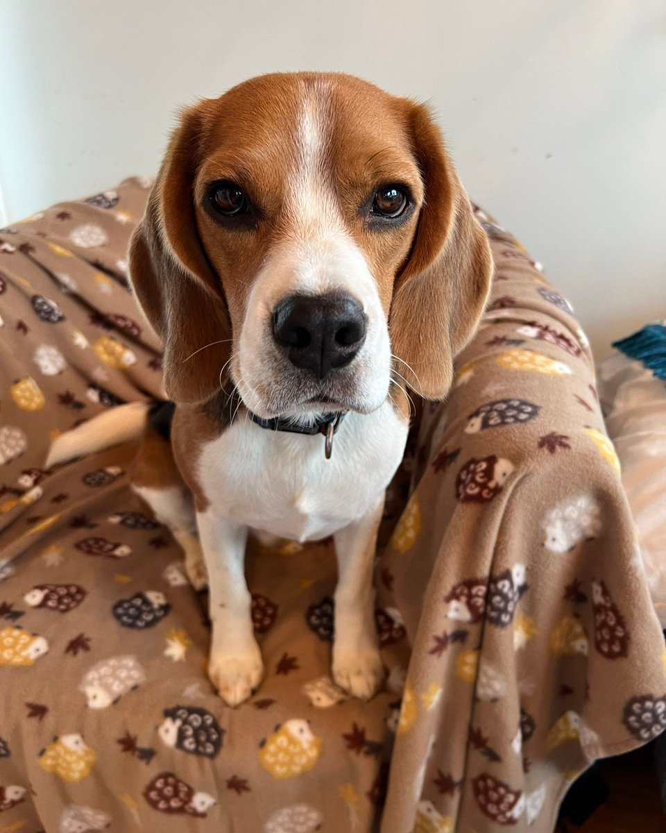 Beagle Facts tweet media