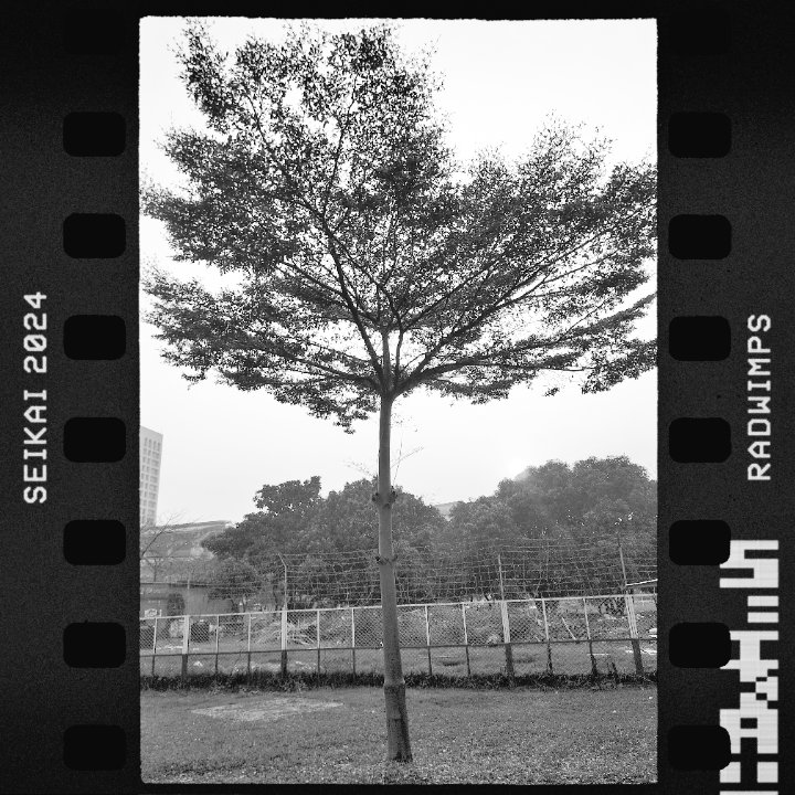 Tree
#radwimps
#seikai2024 
#yojironoda
#tree