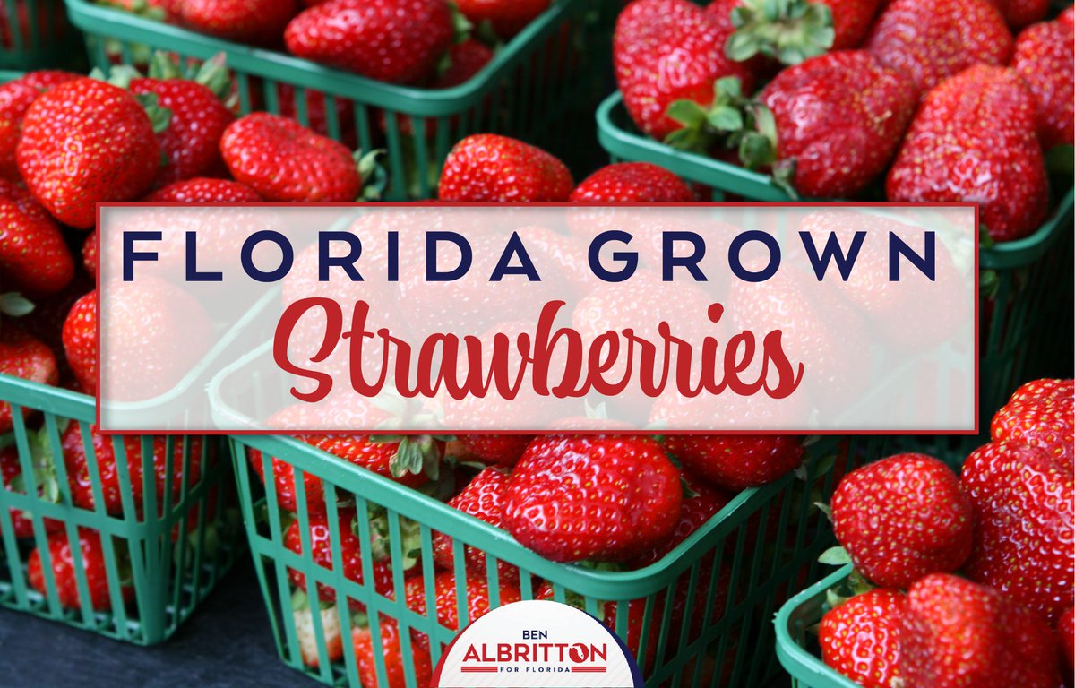 On National Strawberry Day, we owe a thanks to Florida's dedicated strawberry growers. Their hard work and commitment to quality produce contribute to the vitality of our rural communities. Shop locally-grown strawberries and support Florida agriculture!
