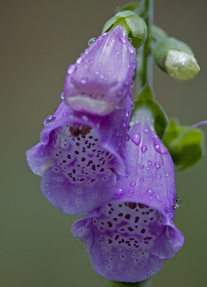 Foxgloves 

steveaddisonphotography.com