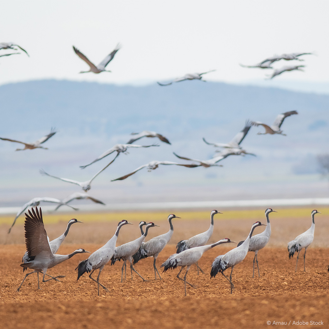 Parliament has adopted a new law requiring the EU to restore at least 20% of its land and sea areas by 2030 and all ecosystems in need of restoration by 2050.

Find out more: europa.eu/!NCnmrY
