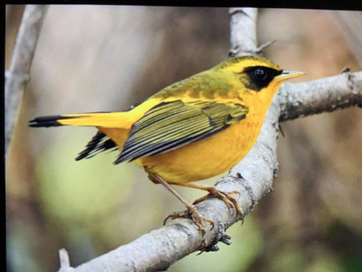 Nearly burnt my retinas when this Golden Bush Robin hopped into view near Sattal,N. India today