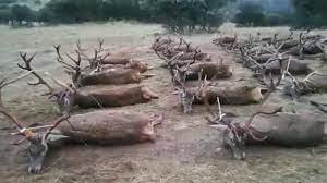 ❎DAMAC JURISTAS DENUNCIA UNA MATANZA NO AUTORIZADA EN UN COTO DE CAZA EN Córdoba.

🔵 Se enfrentan a una multa de entre 4.001 a 53.000€ y cierre del acotado hasta 10 años. 

➡️Noticia completa: cordopolis.eldiario.es/cordoba-hoy/su…