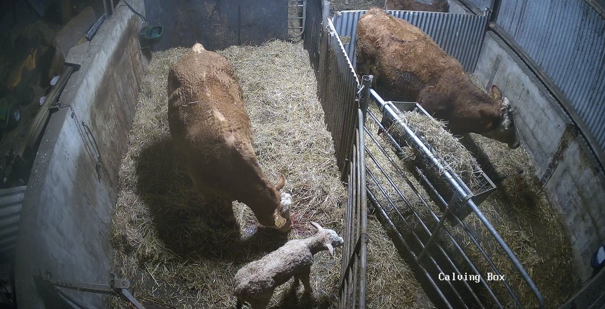 Fair whack of a Clenagh Jasper CH2304 heifer calf just a few hours old pictured off of an EBY second calver 🙌