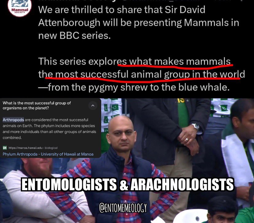 Who do these mammal nerds think they are?! 😤

#entomemeology #entomology #mammals #mammalmemes