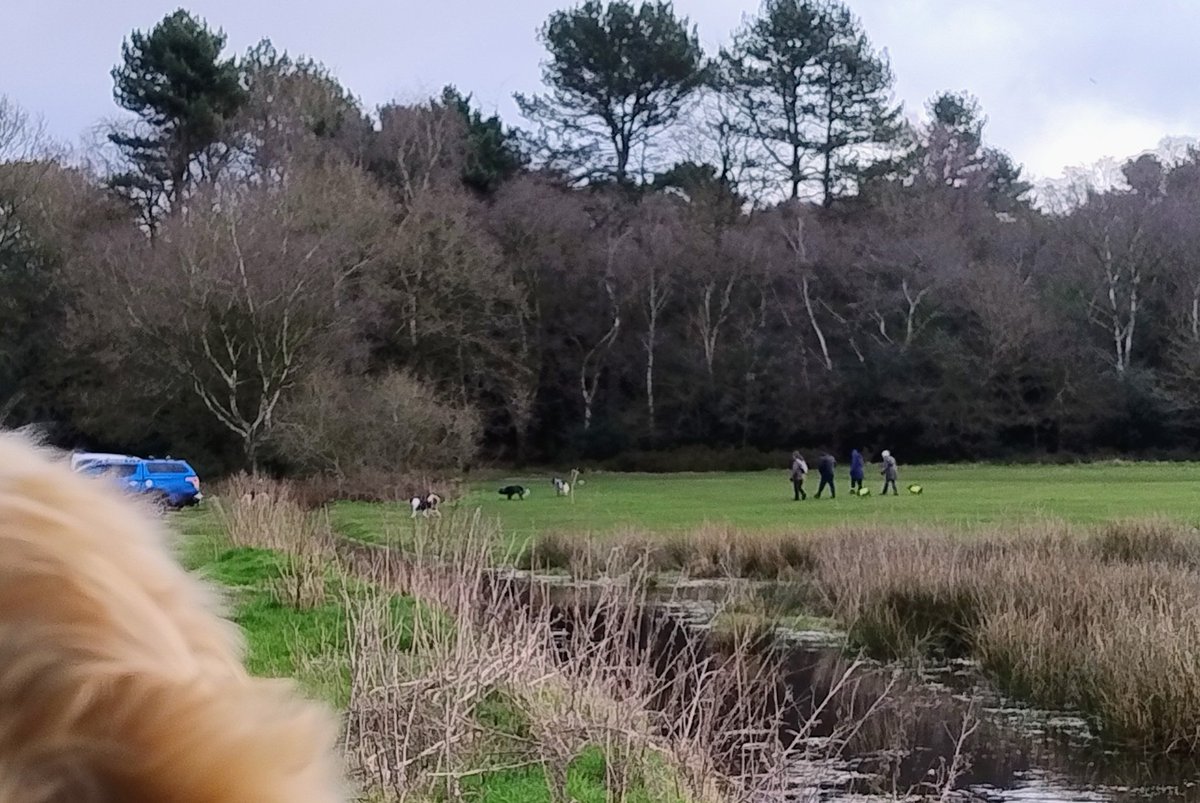 kitteridge_lisa's tweet image. &quot;Mom - how many dogs in 1 go do I need to see &amp;amp; stay calm to get more than the usual tiny morsel of food? 

There are at least 10 dogs in that group just over there! Surely that deserves one of these🍗?🥩?🍖?🥓?&quot;

#reactivity
#desensitisation
#counterconditioning