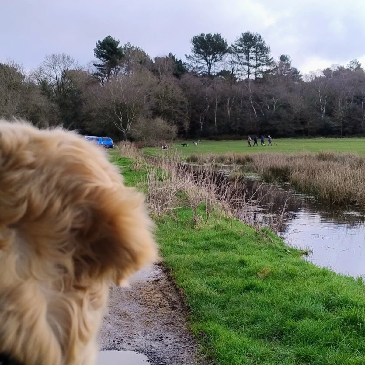 kitteridge_lisa's tweet image. &quot;Mom - how many dogs in 1 go do I need to see &amp;amp; stay calm to get more than the usual tiny morsel of food? 

There are at least 10 dogs in that group just over there! Surely that deserves one of these🍗?🥩?🍖?🥓?&quot;

#reactivity
#desensitisation
#counterconditioning