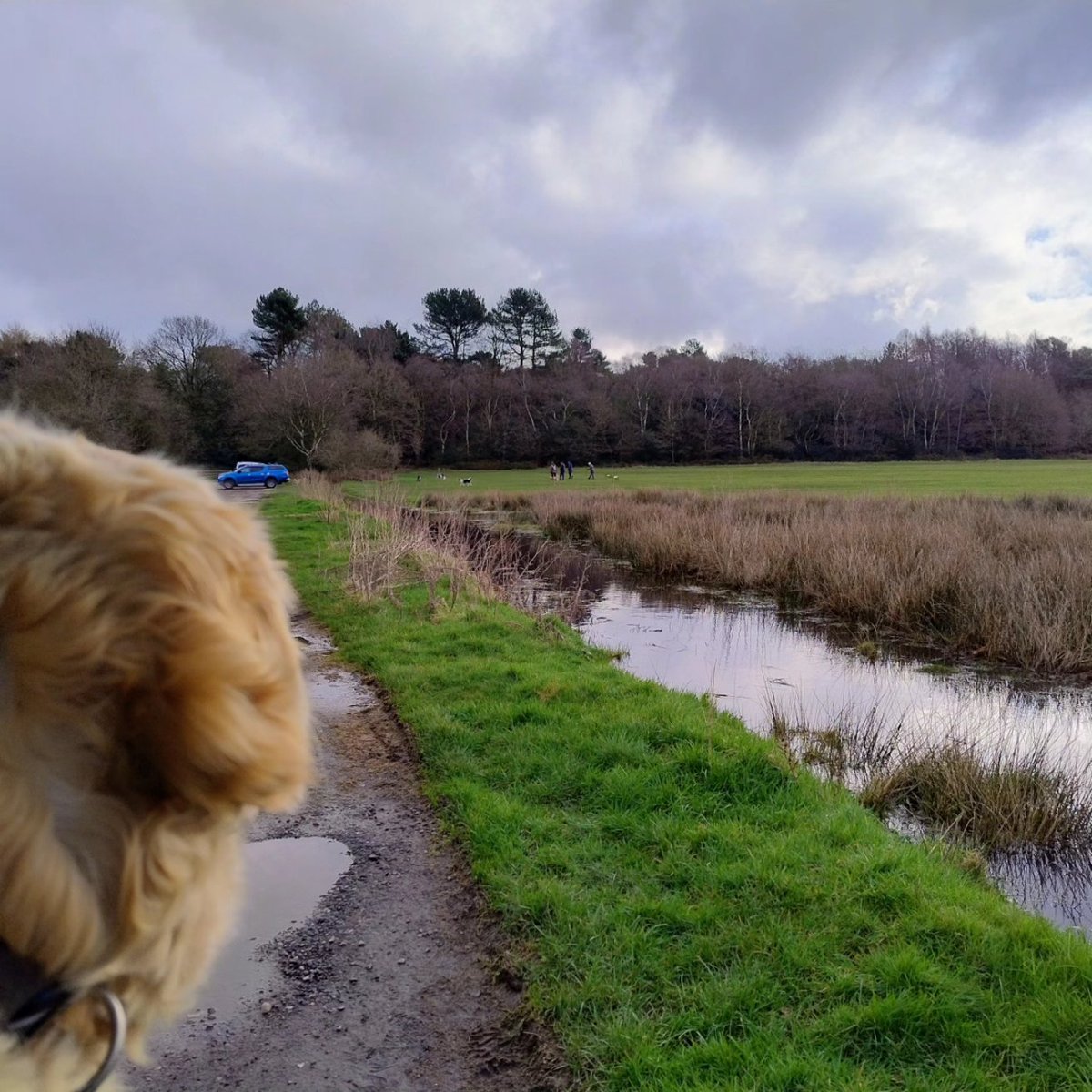 kitteridge_lisa's tweet image. &quot;Mom - how many dogs in 1 go do I need to see &amp;amp; stay calm to get more than the usual tiny morsel of food? 

There are at least 10 dogs in that group just over there! Surely that deserves one of these🍗?🥩?🍖?🥓?&quot;

#reactivity
#desensitisation
#counterconditioning