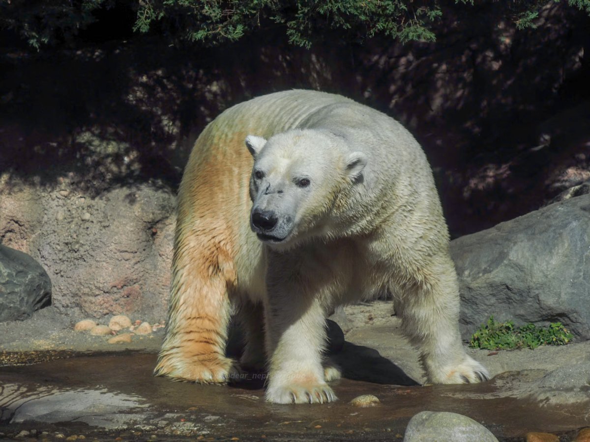 お休みなさい😌🌃💤

少し早めに...

📷2020.12
#ズーラシア #ホッキョクグマ 
#ZOORASIA #polarbear 
#ジャンブイ 
#国際ホッキョクグマの日 
#PolarBearDay 
#InternationalPolarBearDay