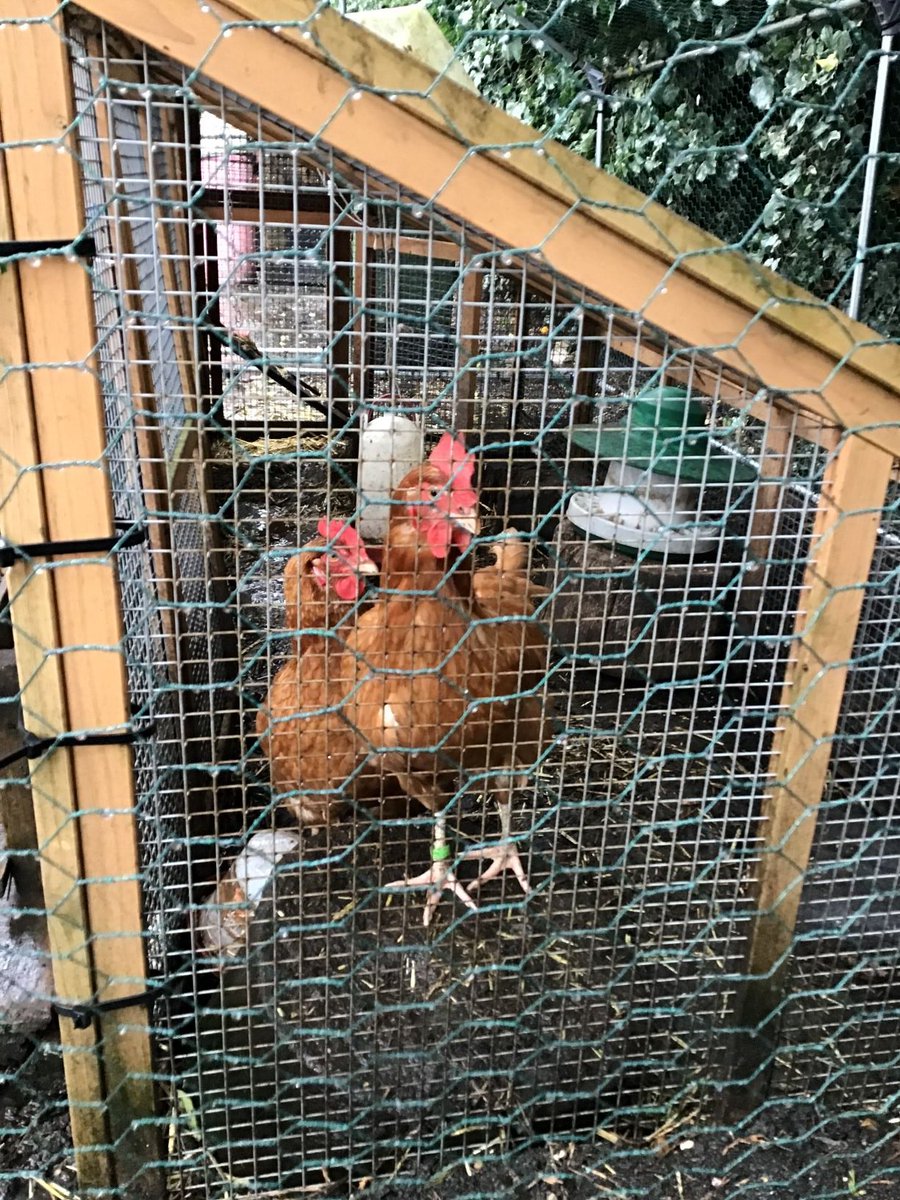 Thanks to the PTFA, our chickens have a lovely new house 🐔 #chickens #chickenandtheegg