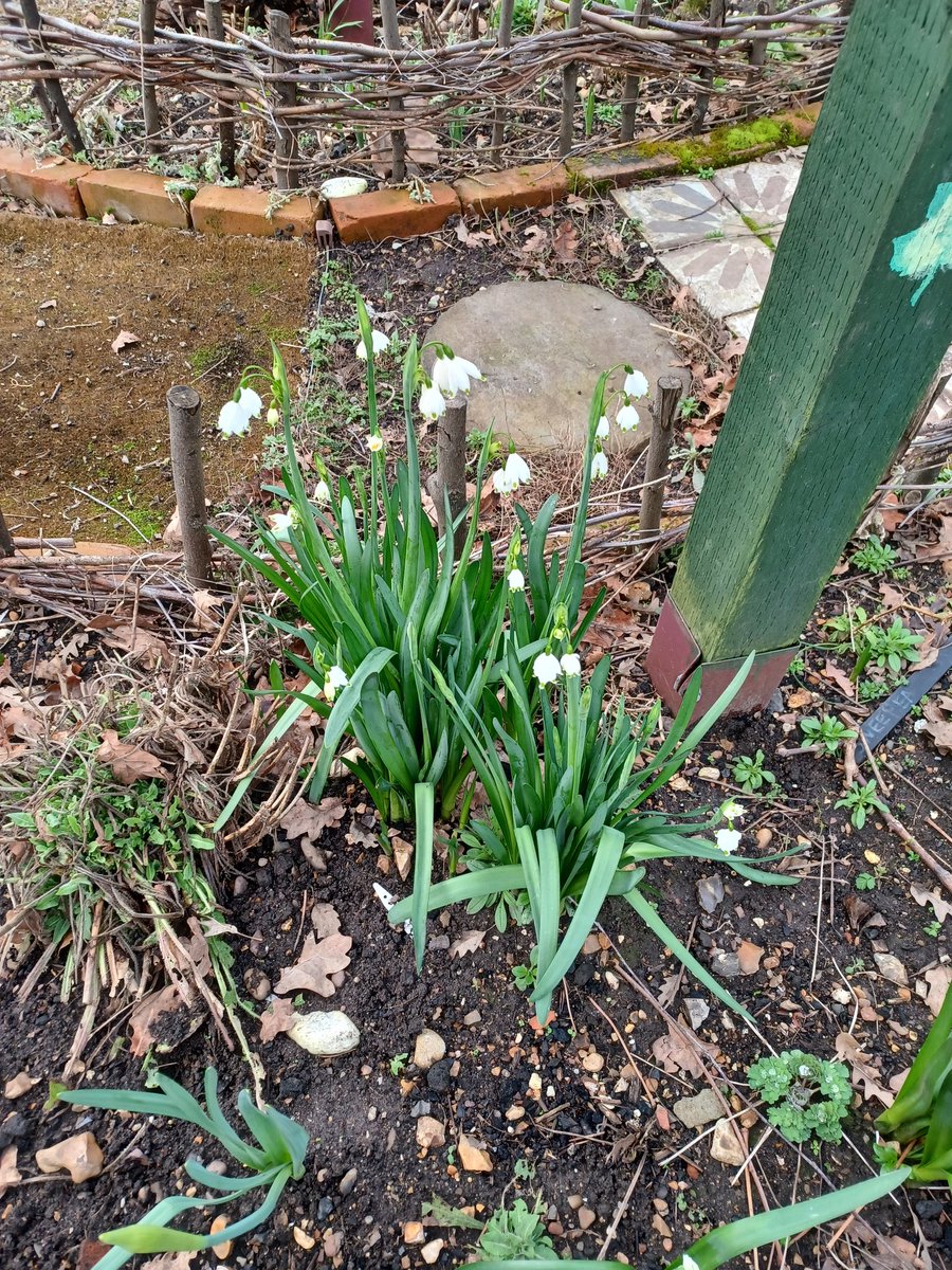 Our beautiful giant snow drops at Jubilee Lodge.