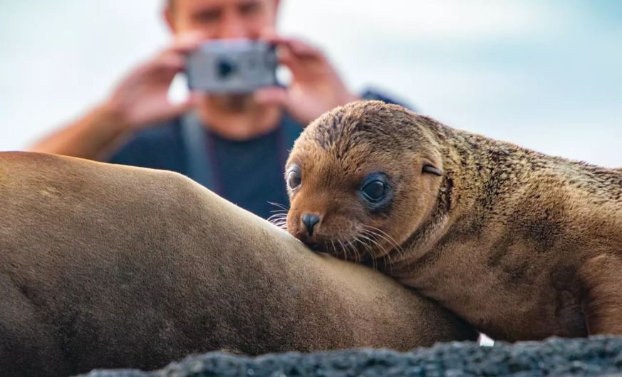 You don't have to be an expert photographer to take pictures of the wildlife in the Galapagos, they're everywhere.

#GalapagosIslands #AdventureTravel #livinglarge

#SoVirtuoso #lindblad