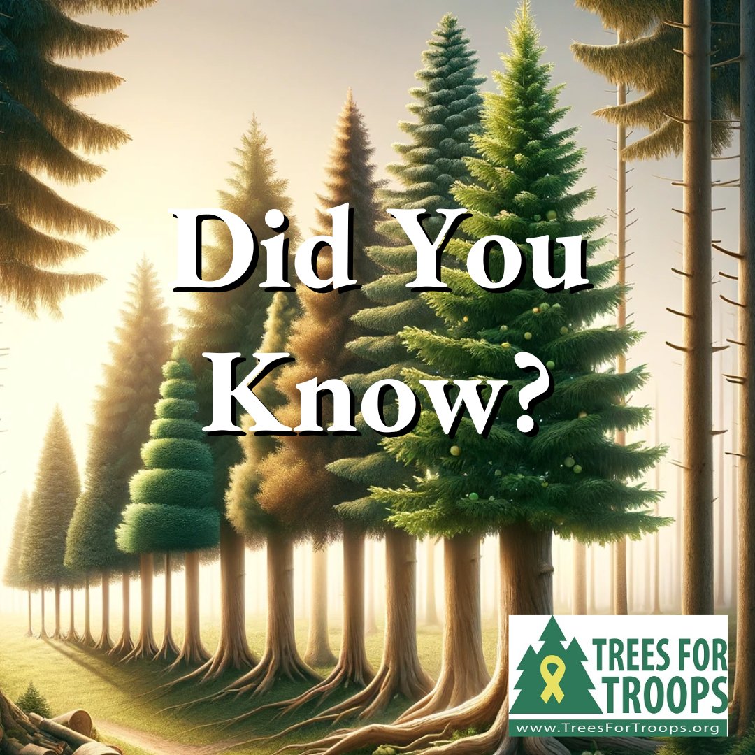 Trees4Troops's tweet image. 🎄🧐 #TreeFacts: Did you know it takes 7-10 years for a Christmas tree to reach 6-7 feet? A decade of growth for your festive centerpiece! 🌲⏳

#ChristmasSpiritFoundation #TreesForTroops #PatienceAndCare 🎅🌲