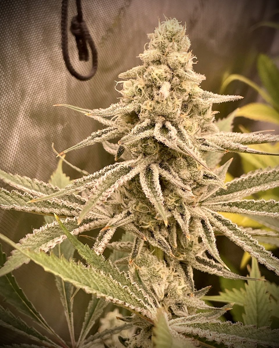 OfficialKINDLED's tweet photo. Innovation meets cultivation with Kind LED Grow Lights. 🤝🌿

🌱 Grown with @KindLEDGrowlights
📸 Grown by @theautogrowshow 
⚡️ Shop KIND: https://t.co/0Lt8dLk7Ln
_____________________⁠
#kindledgrowlights #growstrongindustries #kindled #kindxseries #growlight #ledgrowlight https://t.co/sCeHGw163q
