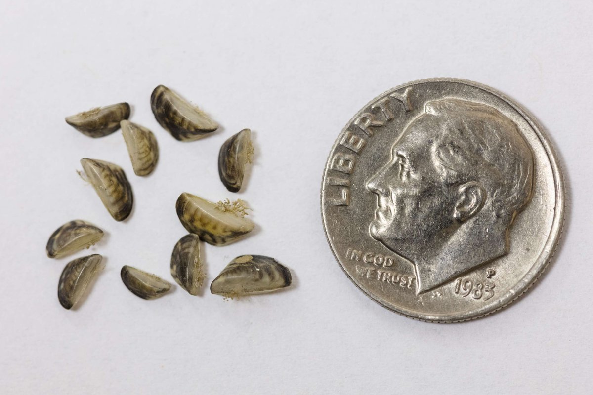 Lake trout, Dalmatian toadflax, and zebra mussels are invasive species. Invasives do great harm to ecosystems they are not native to. But zebra mussels aren’t in Yellowstone yet. Protect Yellowstone, keep new invasives out. #InvasiveSpecies #CleanDrainDry