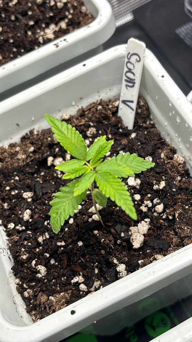 jsv1927's tweet photo. Lady growing up healthy @sugarcoatedank 1 week 24/7 💡 with some @FoxFarmSoil fertilizers 1ml each container 😉 #growvibes #growyourown #vegetative #CannabisCommunity #cannabisdaily #CannaLand #CannabisGrower #cannabisculture https://t.co/nodWWcFJzW