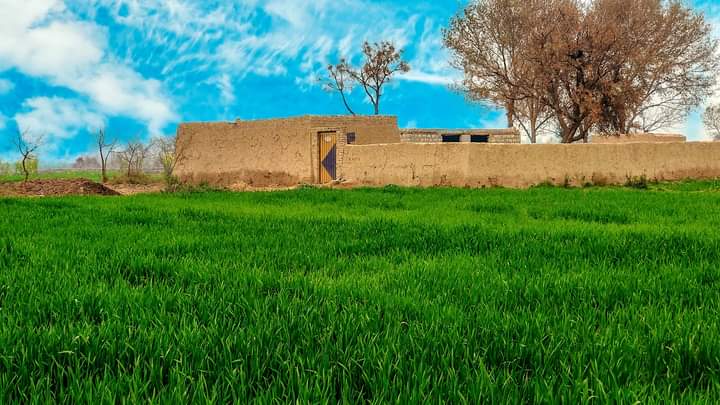 🌻🌾🌳 مٹی کے خوابوں والی سادہ سی سلطنت کے لیے آپ کیا کہنا چاہیں گے🐓؟