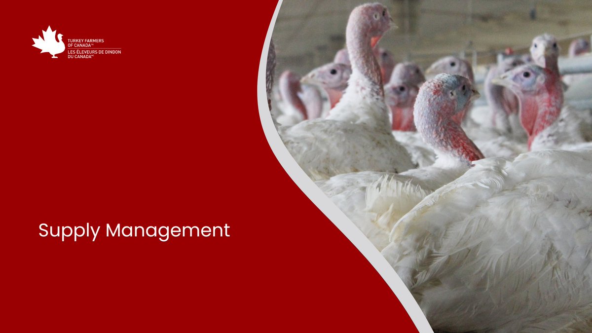 Exploring the backbone of our turkey industry - supply management! Supply management is a unique Canadian approach to agricultural production that benefits consumers, processors, and the economy. Learn more: turkeyfarmersofcanada.ca/about-us/suppl…
#SupplyManagement #CdnTurkey