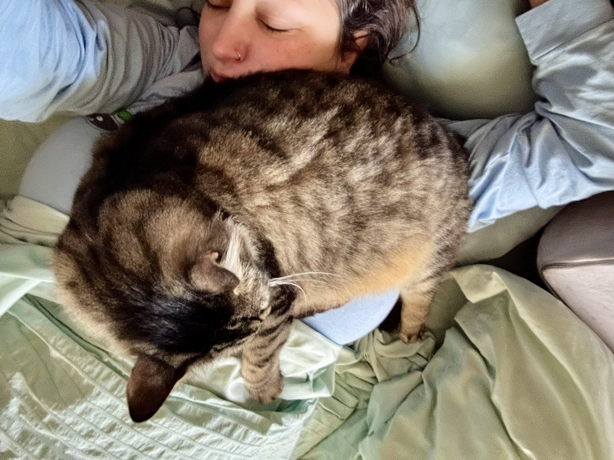 Mama J on X A weighted blanket is not enough I also need a 15 lb cat to lie on my chest https t hBaS15gB5B X