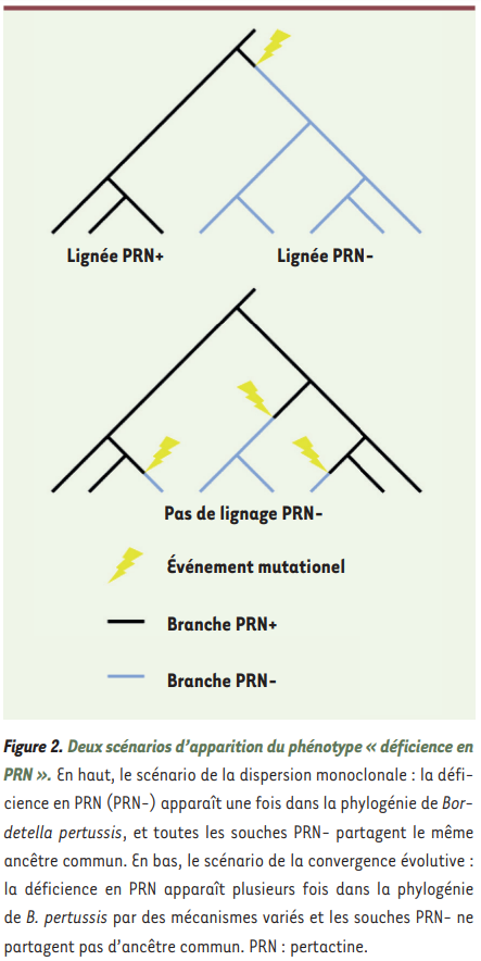 FloLecorvaisier's tweet photo. I am happy to share my new article about the impact of mass vaccination on the evolution of Bordetella pertussis published in #OpenAccess in @ms_MedSci (in French)! 🦠💉

https://t.co/UzpdF0CXji https://t.co/kRJxmnpnXj