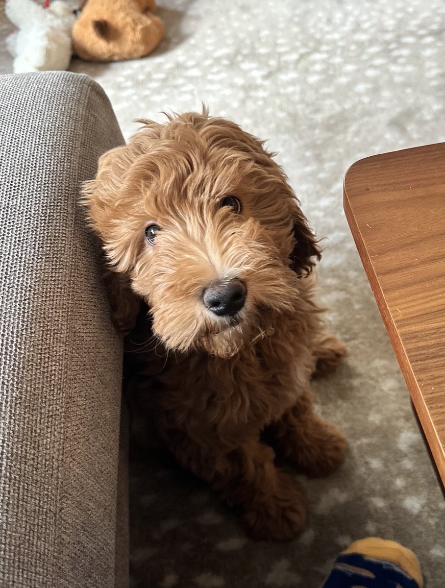 mozzy203's tweet photo. @3WiseMenMMA Bought my kid a puppy after Saturday! Little Tommy will be forever grateful for the WiseMen!!! https://t.co/K1G9D9XVYv
