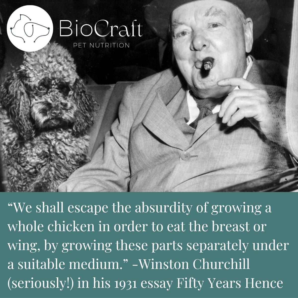 Nailed it! But, well, closer to 100 than 50 years. Winston Churchill was an early supporter of cultivated meat. Who'd have thought? 🤔

Read the full essay, warts and all, surl.li/qzlgn

#churchill #winstonchurchill #cultivatedmeat #altprotein