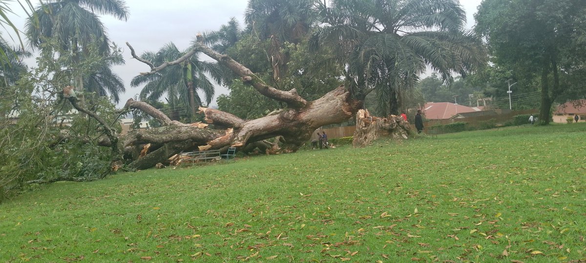 eMukiibi212's tweet photo. @KyambogoLibrary The Historical 'Muwafu' tree fell last night. Its documented that Ssekabaka Muteesa 1 met the first Whites to Buganda under its shed. The tree was estimated to be over 100 years old. https://t.co/oshMfrnfN5