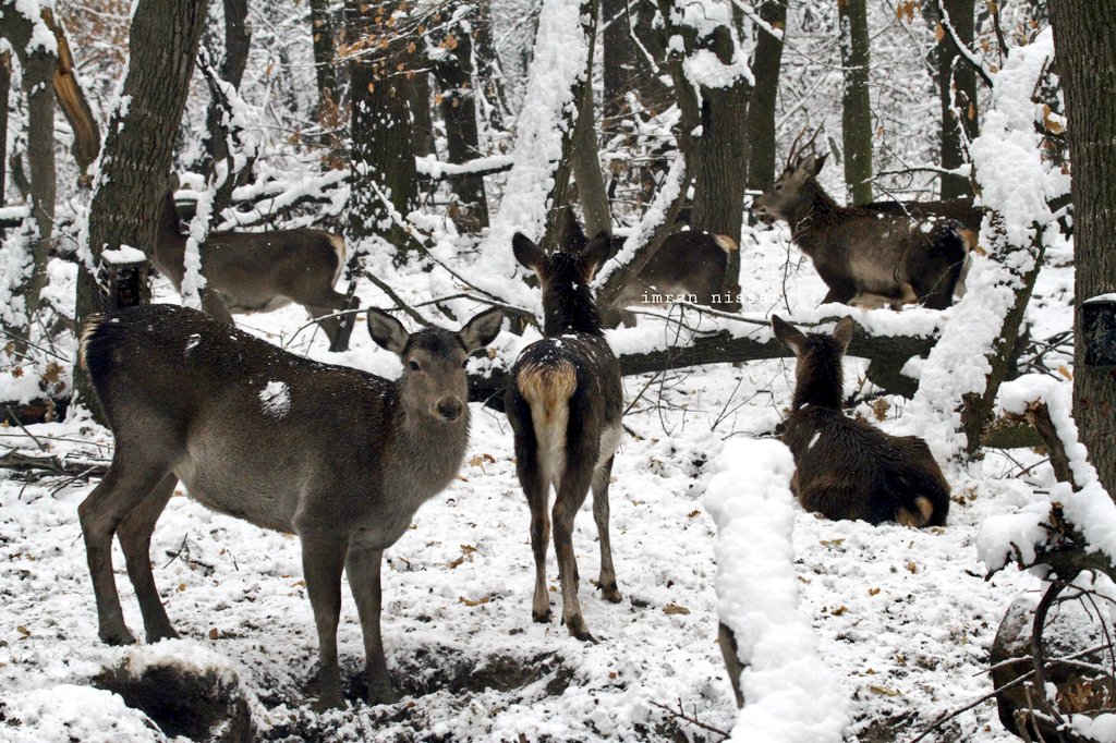 A herd of Kashmiri Red Deers 'Hangul' at the snow-covered mountain of Dachigam National Park