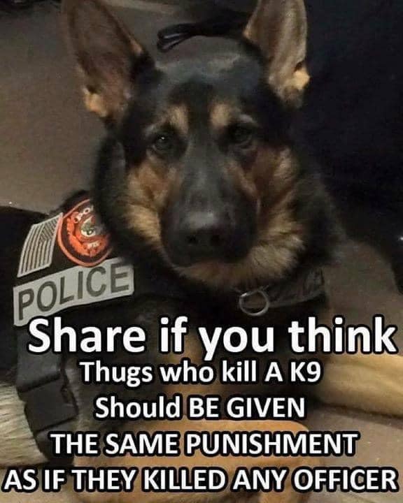 Dog Lovers (@doglovers03) on Twitter photo 