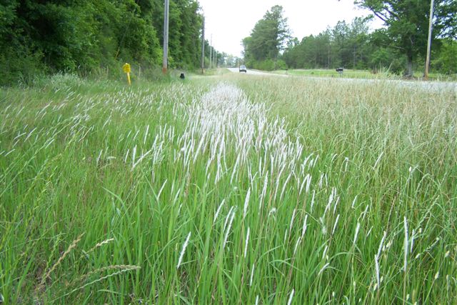 Thank you for the overwhelming response to the Cogongrass Mitigation Program! The portal has now been closed due to the high number of applications.