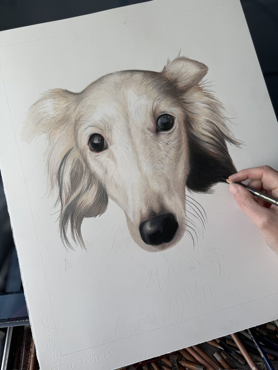 JessStanleyArt's tweet image. I’ve been drawing this beautiful girl over the last few days. Sorna the Silken Windhound! 

I am loving all of the sighthound portraits coming in lately. Can never draw enough of them 🥰 

#silkenwindhound #sighthound #petsofinstagram #OpenForCommission #colouredpencilartist