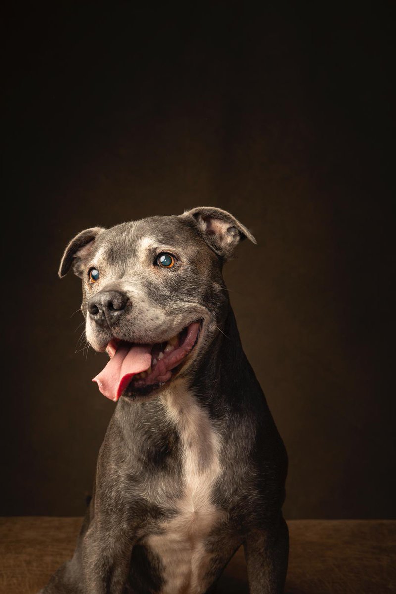 RomeoSuperStafi's tweet photo. My face when I see mum bringing me my @naturesmenu dinner!!! ❤️❤️❤️😍😍😍 #GetTheRawFoodLook #herostaffy #naturesmate #superstaffy #happystaffy #rawfeddog #naturesmenu https://t.co/O2A49AJTbn