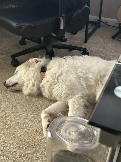 After letting our rescue doggo Gina settle in for a few years and waiting for the right opportunity, we finally found her a friend- Tate, the 3-legged Great Pyrenees! 🐶