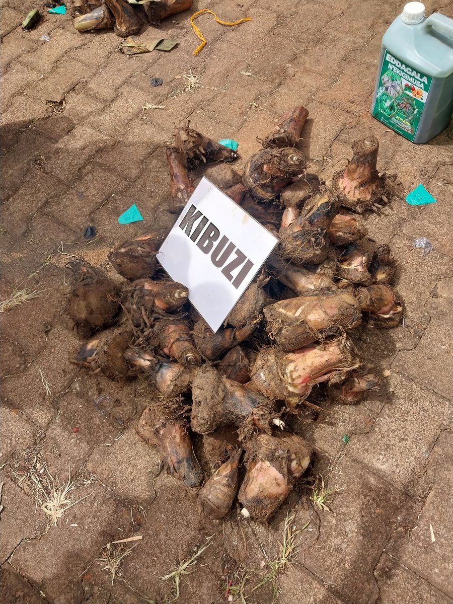 Reasons why the banana seed system needs attention is the way seedlings are currently passed from source to new plantations. Quality can not be guaranteed