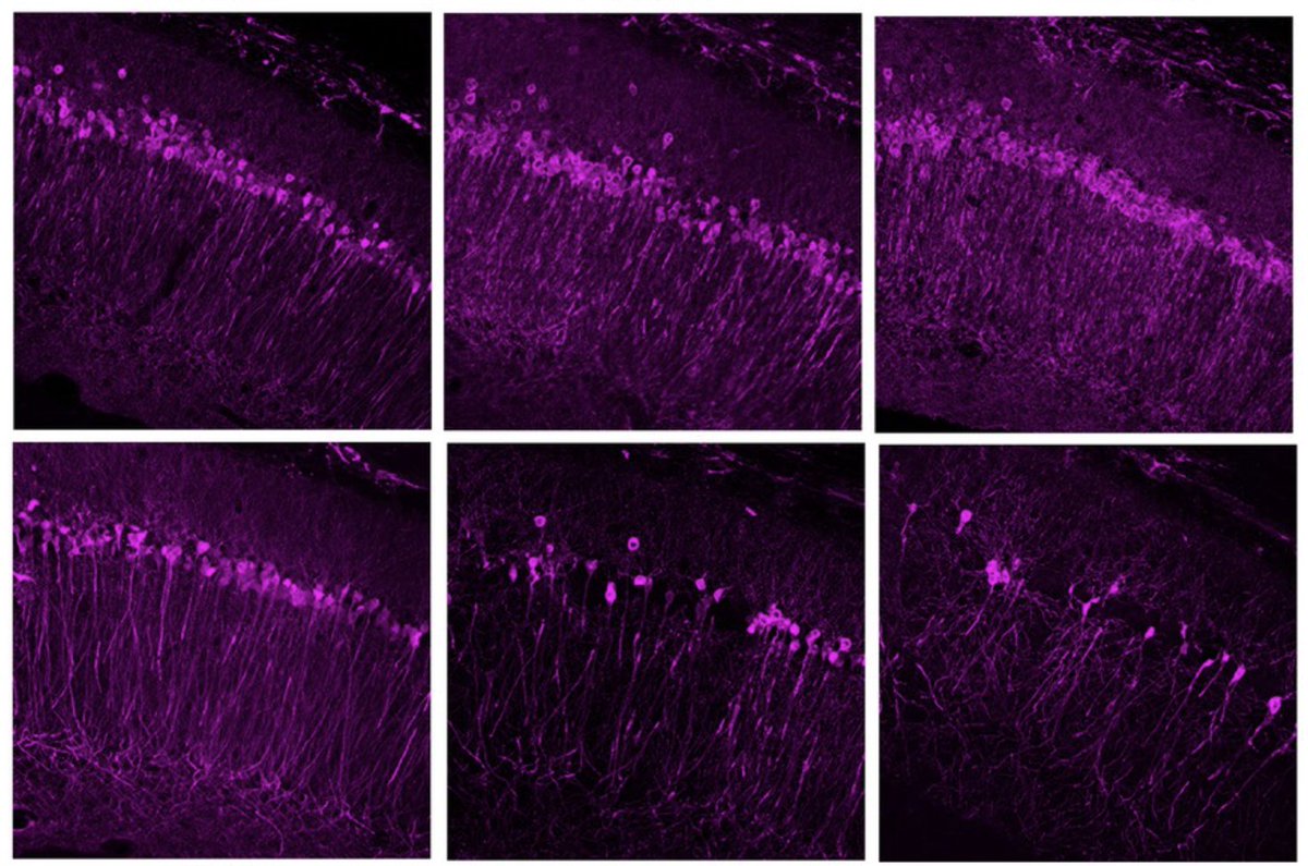 BIOLOGY/BMS External Seminar - Dr Ernesto Ciabatti @ErnestoCiabatti @MRC_LMB - Novel tools for functional connectomics in mammals. Wednesday March 6th, 1-2 pm, BMS Seminar Room RM001. Hosted by @SHoerpel and @Sonja_Vernes 📸from PMID: 37921437.